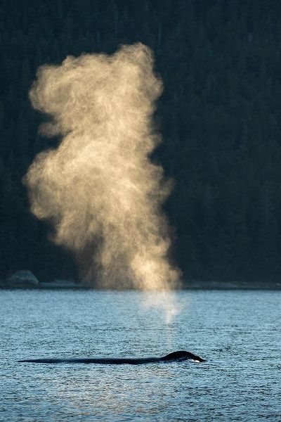Alaska-Sunlit mist hangs in air above spouting Humpback Whales while surfacing near Kupreanof Island